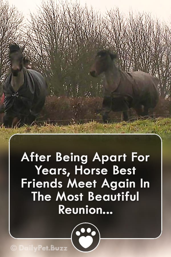 After Being Apart For Years, Horse Best Friends Meet Again In The Most Beautiful Reunion...