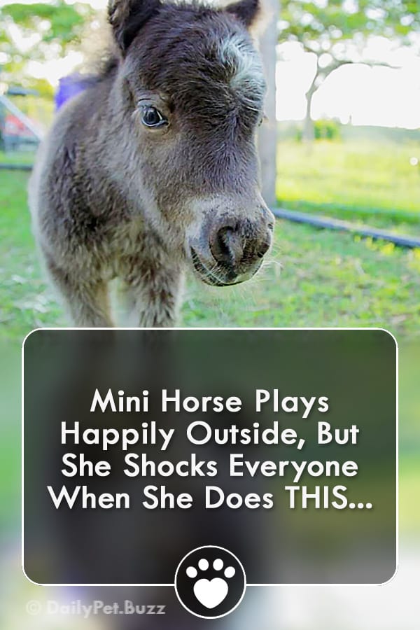 Mini Horse Plays Happily Outside, But She Shocks Everyone When She Does THIS...