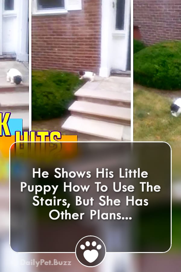 He Shows His Little Puppy How To Use The Stairs, But She Has Other Plans...