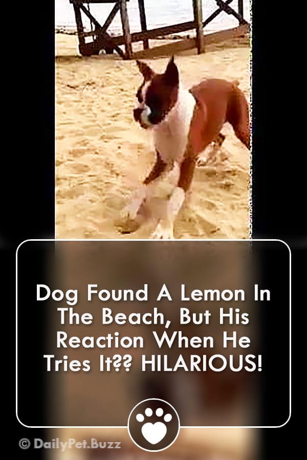 Dog Found A Lemon In The Beach, But His Reaction When He Tries It?? HILARIOUS!