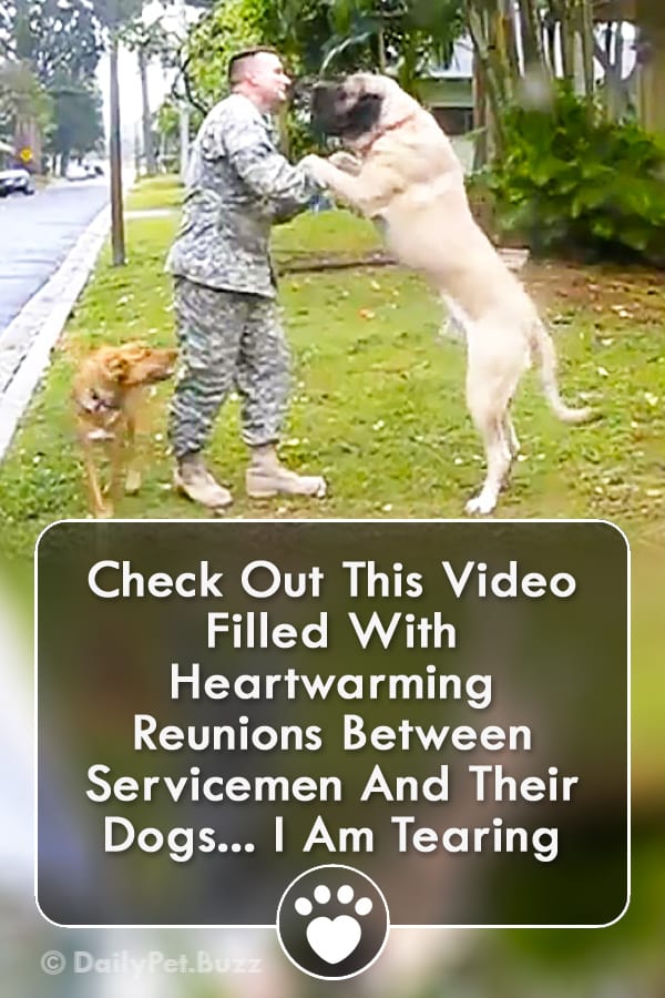 Check Out This Video Filled With Heartwarming Reunions Between Servicemen And Their Dogs... I Am Tearing Up...