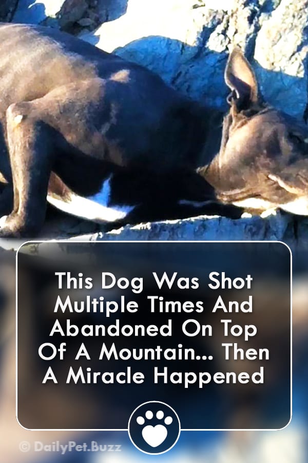 This Dog Was Shot Multiple Times And Abandoned On Top Of A Mountain... Then A Miracle Happened