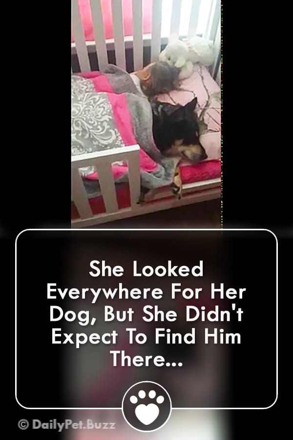 She Looked Everywhere For Her Dog, But She Didn\'t Expect To Find Him There...