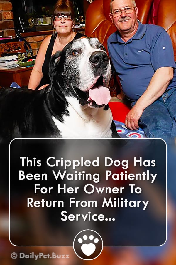 This Crippled Dog Has Been Waiting Patiently For Her Owner To Return From Military Service...