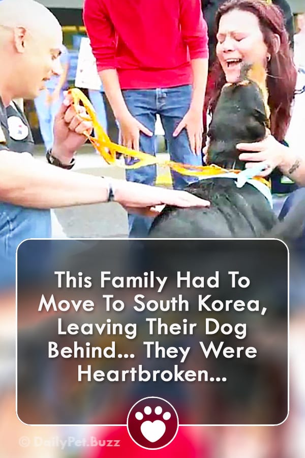 This Family Had To Move To South Korea, Leaving Their Dog Behind... They Were Heartbroken...