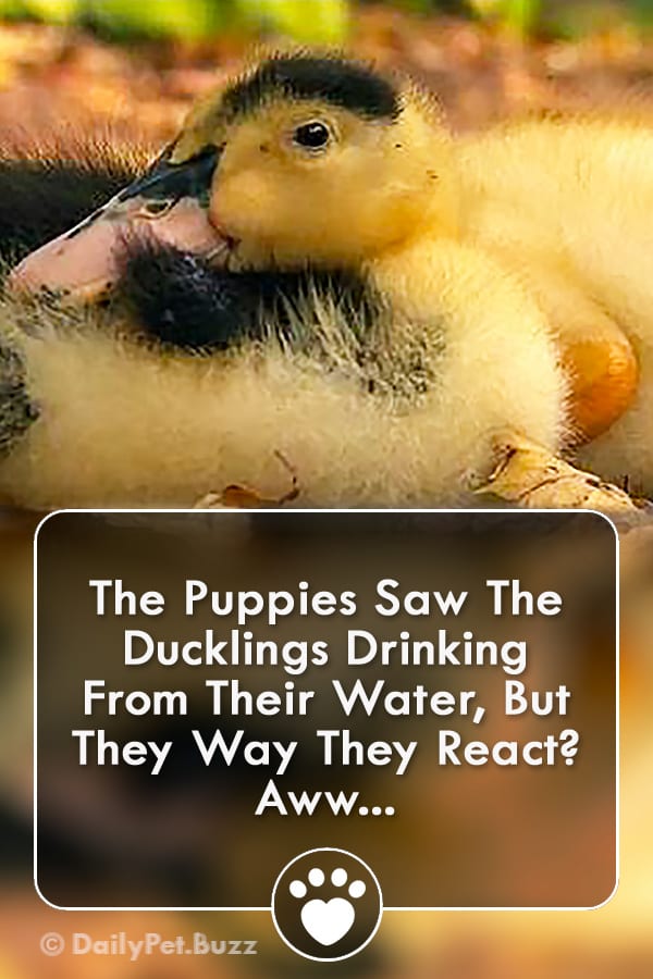 The Puppies Saw The Ducklings Drinking From Their Water, But They Way They React? Aww...