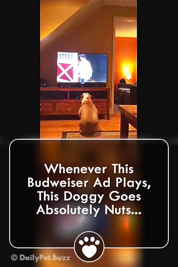 Whenever This Budweiser Ad Plays, This Doggy Goes Absolutely Nuts...