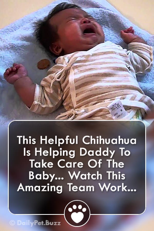 This Helpful Chihuahua Is Helping Daddy To Take Care Of The Baby... Watch This Amazing Team Work...