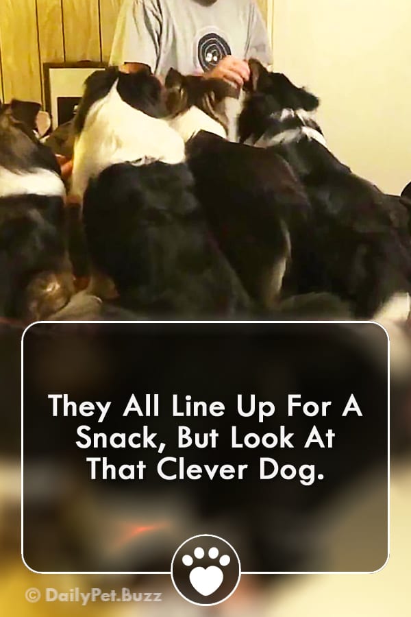 They All Line Up For A Snack, But Look At That Clever Dog.
