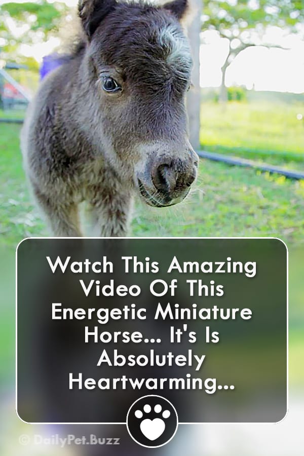 Watch This Amazing Video Of This Energetic Miniature Horse... It\'s Is Absolutely Heartwarming!