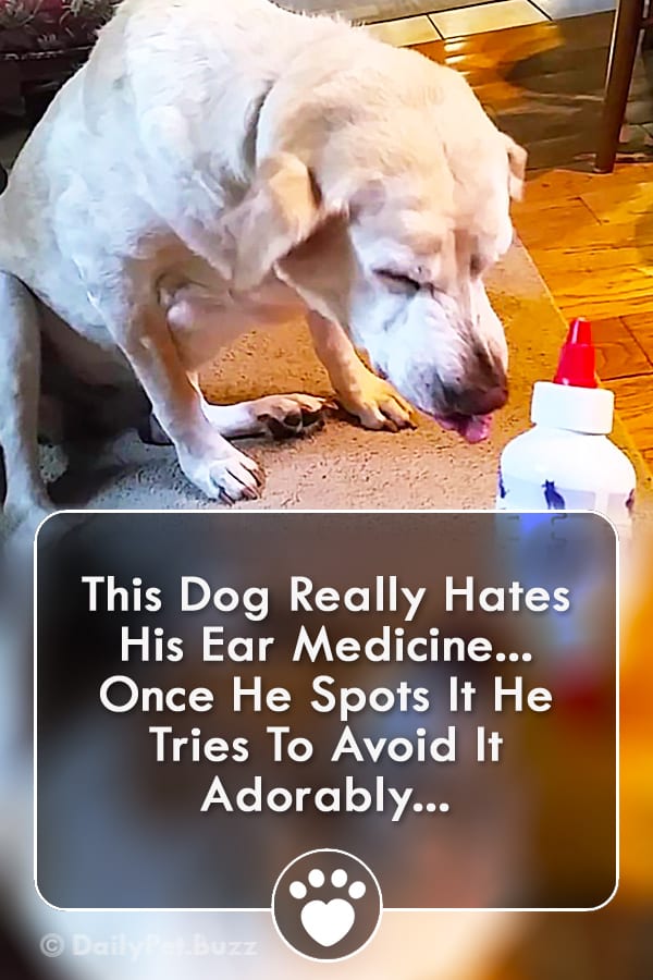 This Dog Really Hates His Ear Medicine... Once He Spots It He Tries To Avoid It Adorably...
