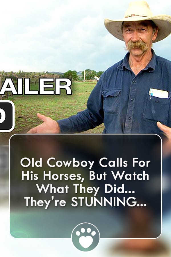 Old Cowboy Calls For His Horses, But Watch What They Did... They\'re STUNNING...