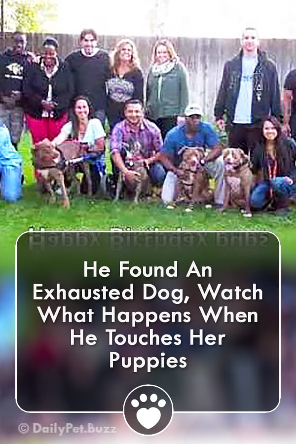 He Found An Exhausted Dog, Watch What Happens When He Touches Her Puppies