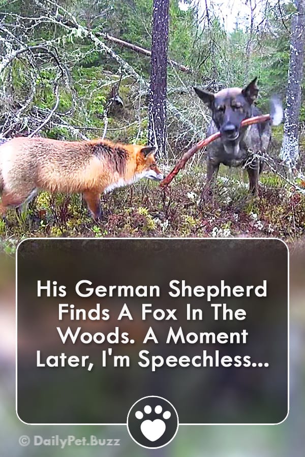 His German Shepherd Finds A Fox In The Woods. A Moment Later, I\'m Speechless...
