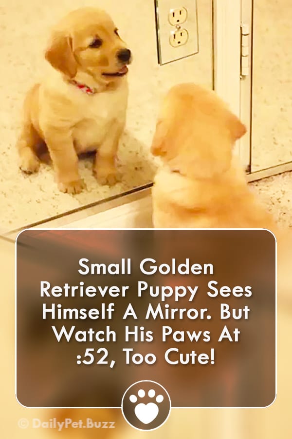 Small Golden Retriever Puppy Sees Himself A Mirror. But Watch His Paws At :52, Too Cute!