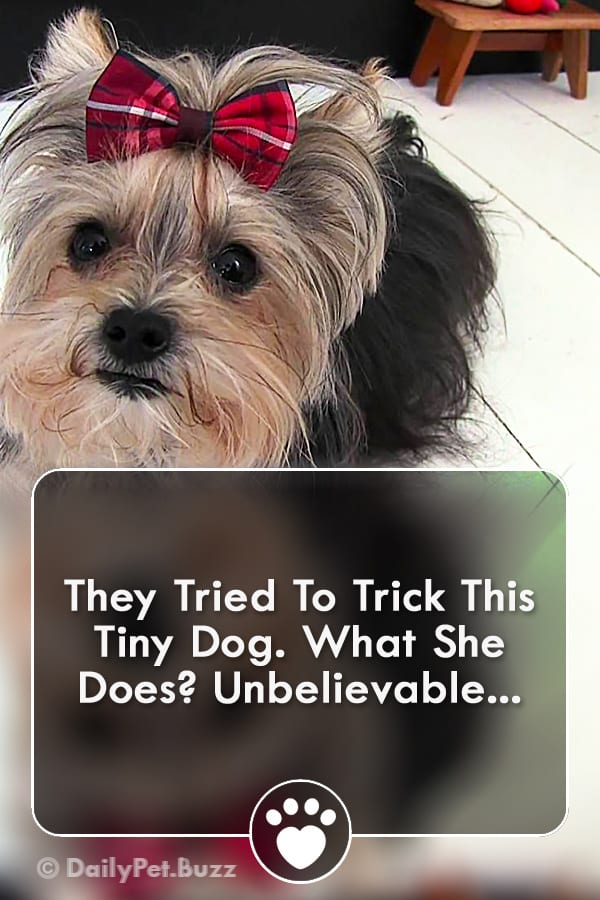 They Tried To Trick This Tiny Dog. What She Does? Unbelievable...