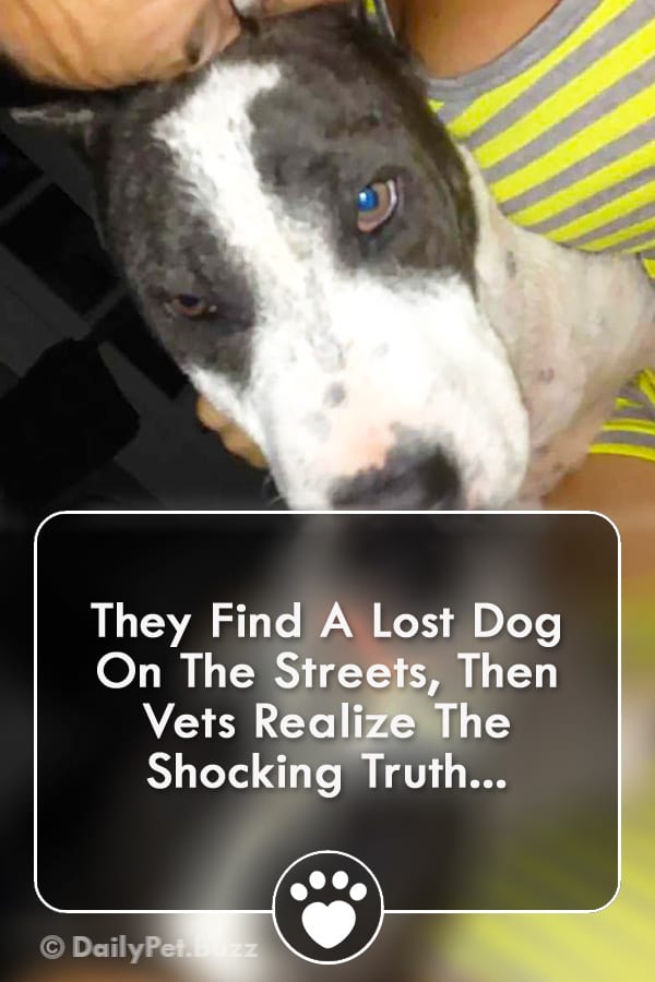 They Find A Lost Dog On The Streets, Then Vets Realize The Shocking Truth...