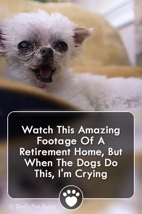 Watch This Amazing Footage Of A Retirement Home, But When The Dogs Do This, I\'m Crying