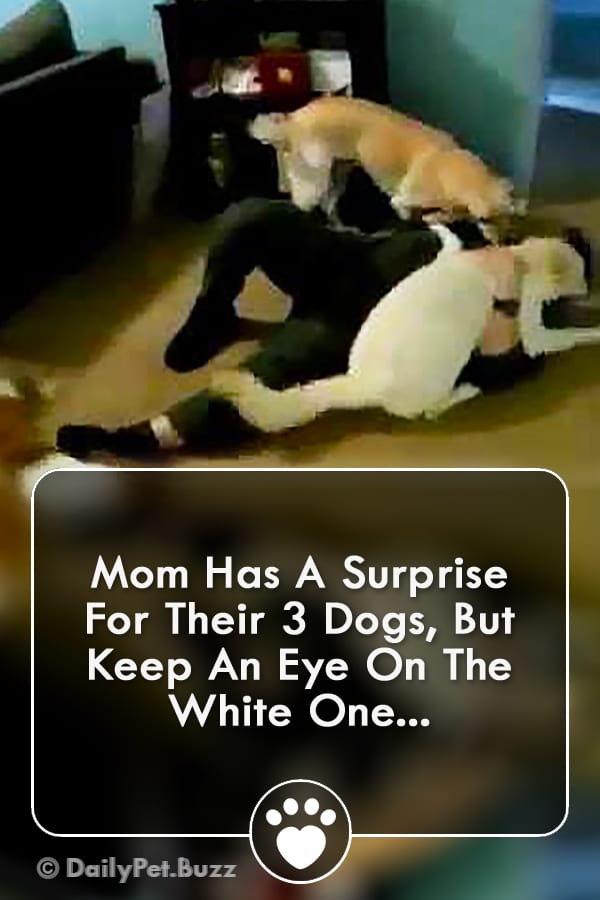 Mom Has A Surprise For Their 3 Dogs, But Keep An Eye On The White One...