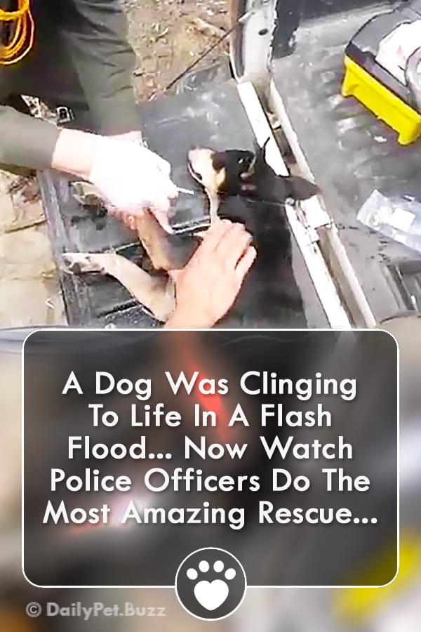 A Dog Was Clinging To Life In A Flash Flood... Now Watch Police Officers Do The Most Amazing Rescue...
