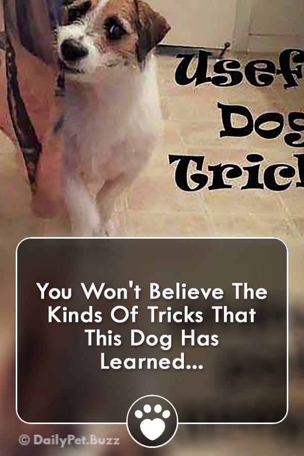 You Won\'t Believe The Kinds Of Tricks That This Dog Has Learned...