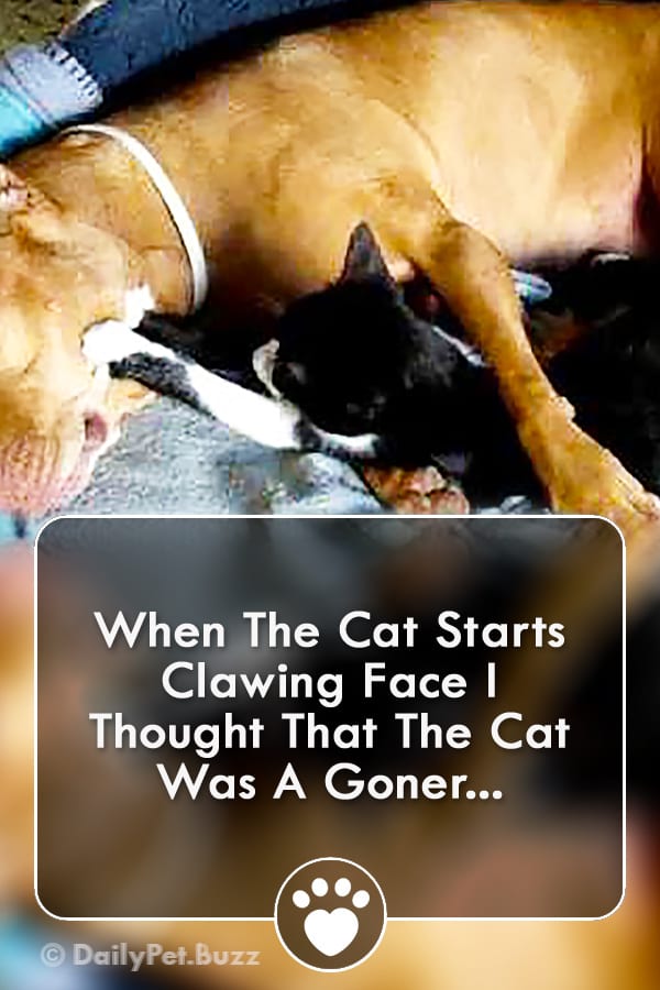 When The Cat Starts Clawing Face I Thought That The Cat Was A Goner...