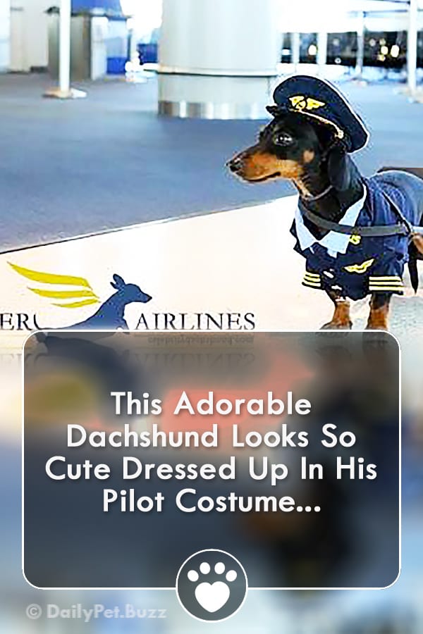 This Adorable Dachshund Looks So Cute Dressed Up In His Pilot Costume...