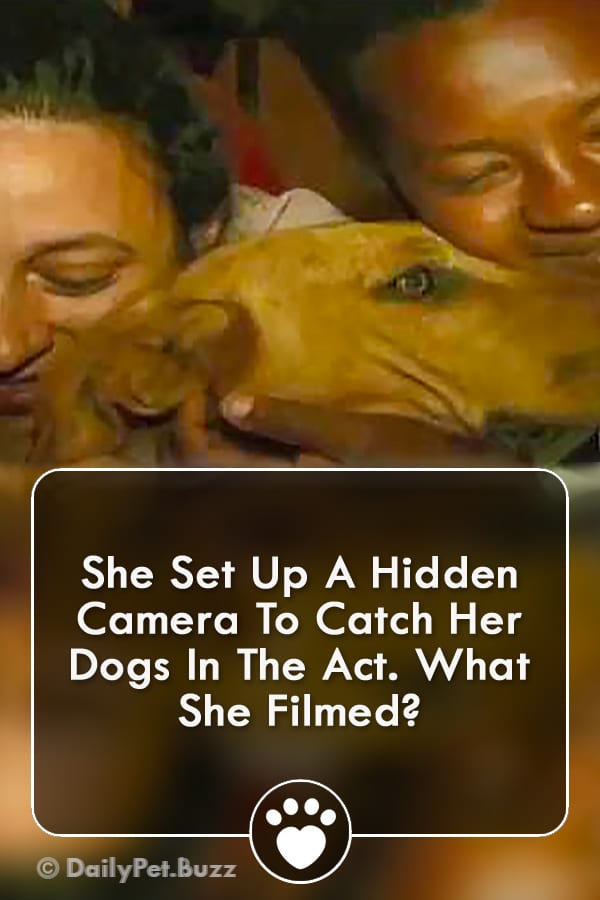 She Set Up A Hidden Camera To Catch Her Dogs In The Act. What She Filmed?
