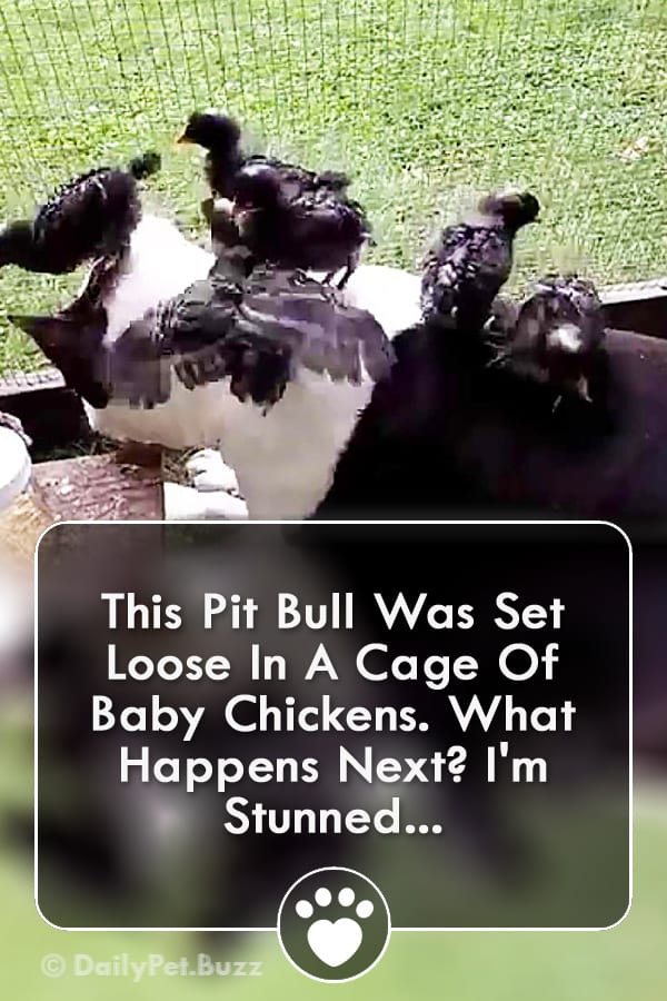 This Pit Bull Was Set Loose In A Cage Of Baby Chickens. What Happens Next? I\'m Stunned...