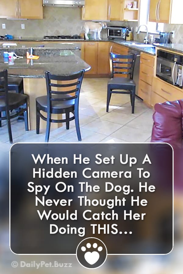 When He Set Up A Hidden Camera To Spy On The Dog. He Never Thought He Would Catch Her Doing THIS…