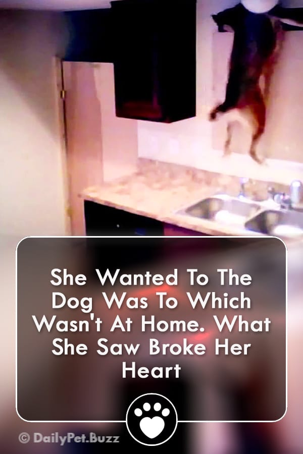 She Wanted To The Dog Was To Which Wasn\'t At Home. What She Saw Broke Her Heart