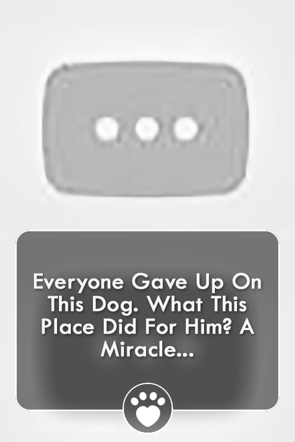 Everyone Gave Up On This Dog. What This Place Did For Him? A Miracle...