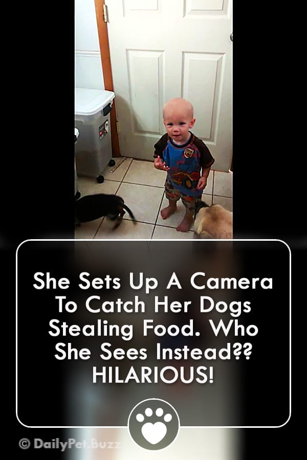She Sets Up A Camera To Catch Her Dogs Stealing Food. Who She Sees Instead?? HILARIOUS!