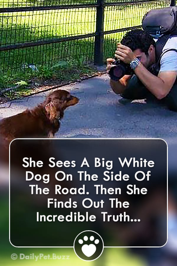 She Sees A Big White Dog On The Side Of The Road. Then She Finds Out The Incredible Truth...
