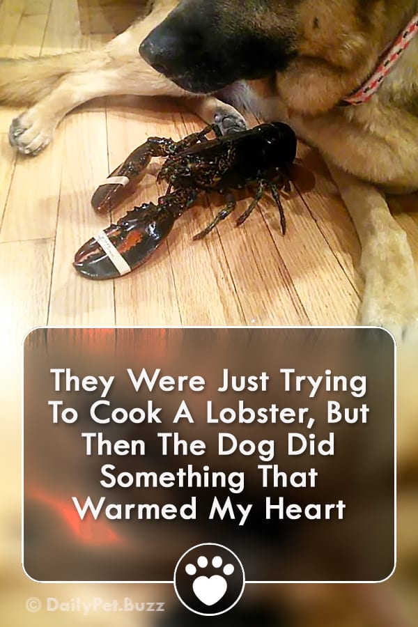 They Were Just Trying To Cook A Lobster, But Then The Dog Did Something That Warmed My Heart