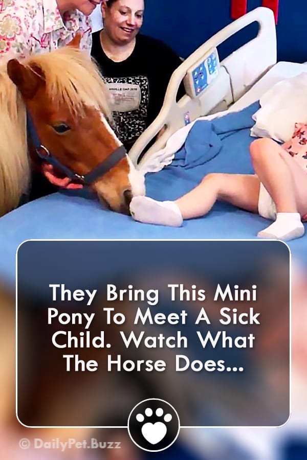 They Bring This Mini Pony To Meet A Sick Child. Watch What The Horse Does...