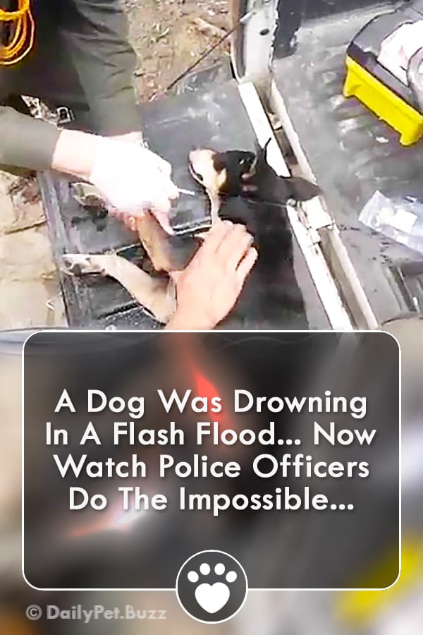 A Dog Was Drowning In A Flash Flood... Now Watch Police Officers Do The Impossible...