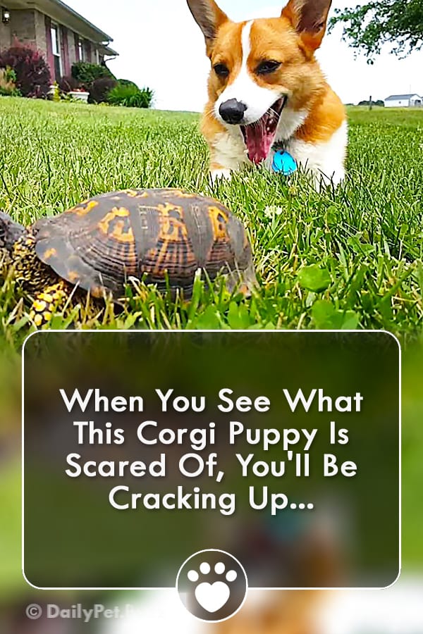 When You See What This Corgi Puppy Is Scared Of, You\'ll Be Cracking Up...