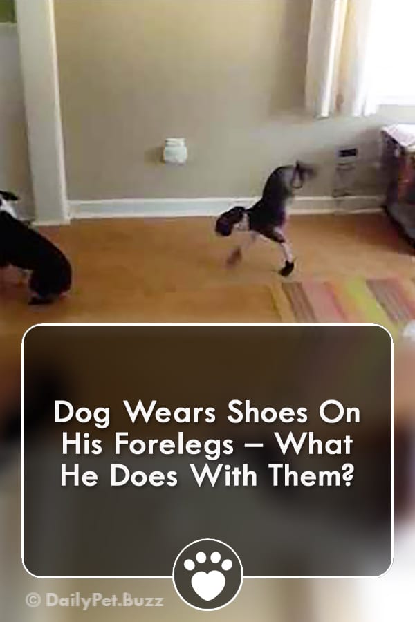 Dog Wears Shoes On His Forelegs – What He Does With Them?