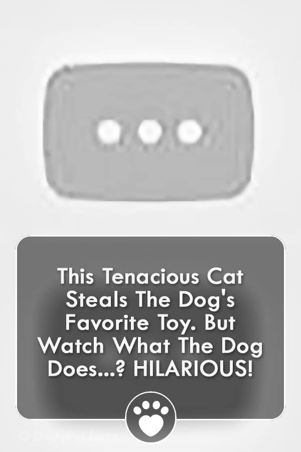This Tenacious Cat Steals The Dog\'s Favorite Toy. But Watch What The Dog Does? HILARIOUS!