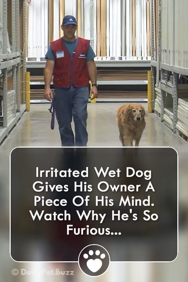 Irritated Wet Dog Gives His Owner A Piece Of His Mind. Watch Why He\'s So Furious...