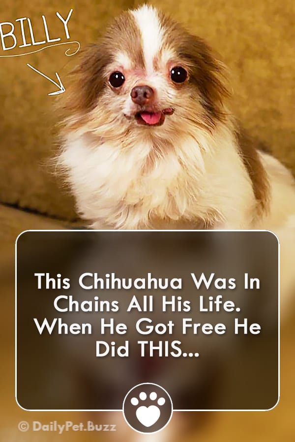 This Chihuahua Was In Chains All His Life. When He Got Free He Did THIS...