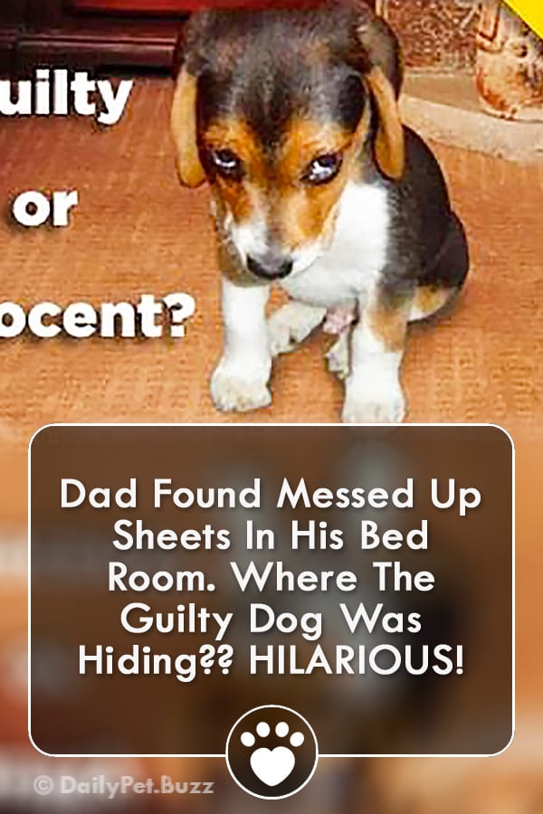 Dad Found Messed Up Sheets In His Bed Room. Where The Guilty Dog Was Hiding?? HILARIOUS!