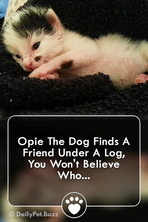 Opie The Dog Finds A Friend Under A Log, You Won\'t Believe Who...
