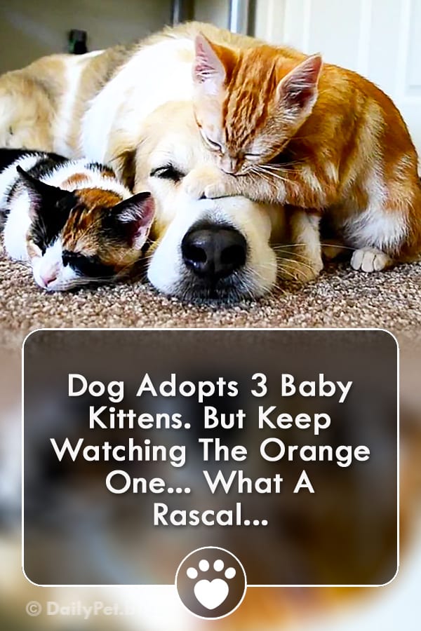 Dog Adopts 3 Baby Kittens. But Keep Watching The Orange One... What A Rascal...