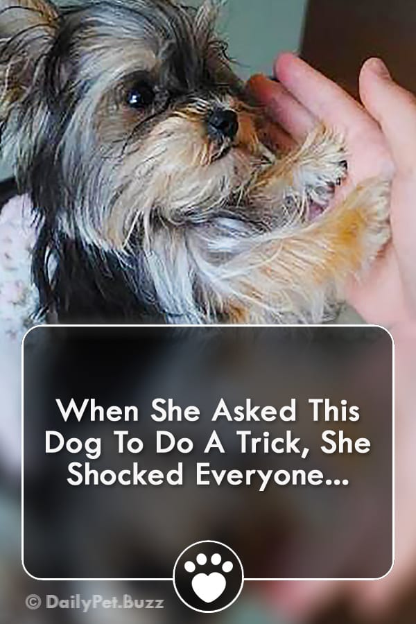 When She Asked This Dog To Do A Trick, She Shocked Everyone...