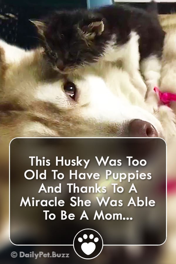 This Husky Was Too Old To Have Puppies And Thanks To A Miracle She Was Able To Be A Mom...
