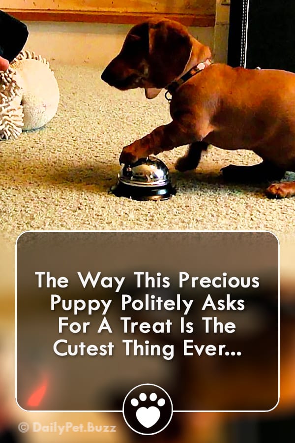 The Way This Precious Puppy Politely Asks For A Treat Is The Cutest Thing Ever...