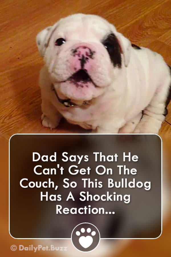 Dad Says That He Can\'t Get On The Couch, So This Bulldog Has A Shocking Reaction...