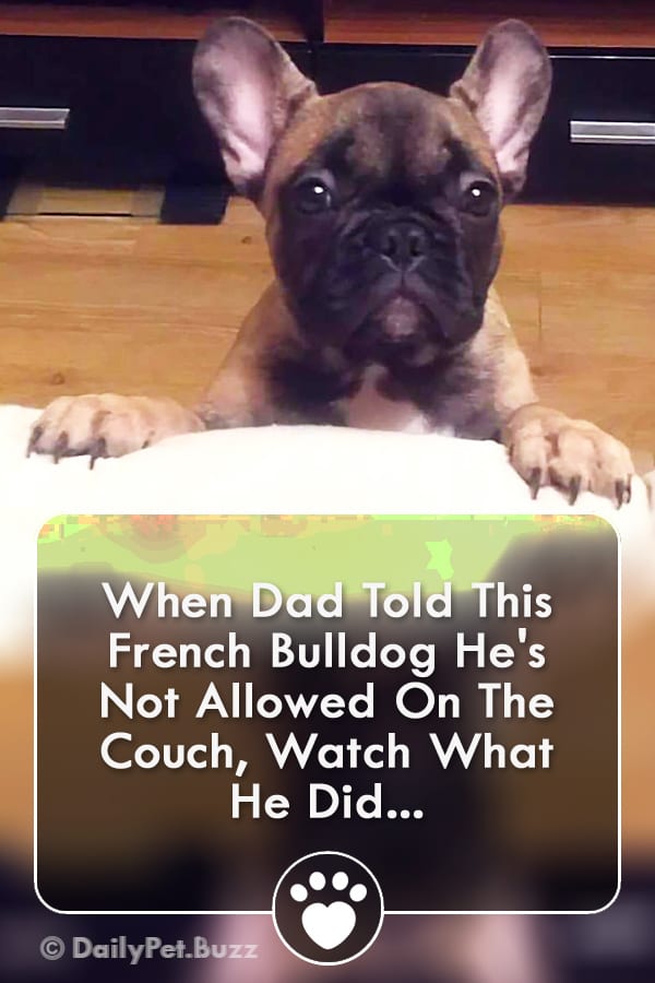 When Dad Told This French Bulldog He\'s Not Allowed On The Couch, Watch What He Did...